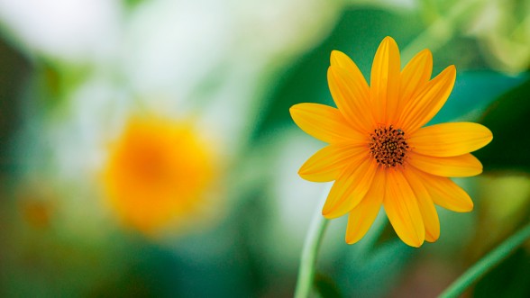 Fotografiï ... Flors del pati de la casa - Foto: e-naxian.com