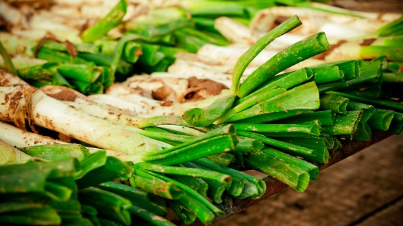 Collita pròpia. - Foto: e-naxian.com