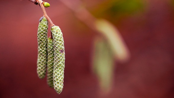En una finca dedicada principalment al cultiu de l'avellaner - Foto: e-naxian.com